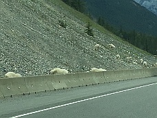 IMG_1215 British Columbia Border Area Mountain Goats